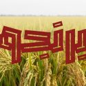 برنجو، تامین کننده برنج اعلای ایرانی با بهترین قیمت