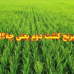 همه آنچه باید درباره برنج کشت دوم بدانید!