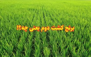 همه آنچه باید درباره برنج کشت دوم بدانید!