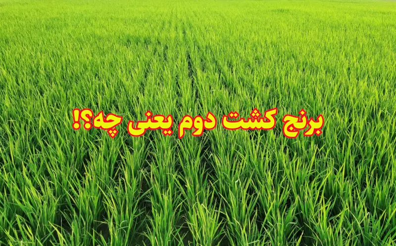 همه آنچه باید درباره برنج کشت دوم بدانید!
